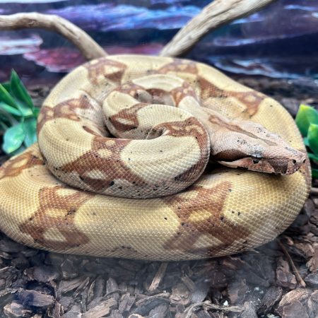 Ruby – Suriname Red Tail Boa