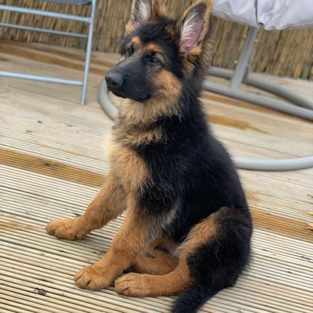 Duke - German Shepherd Dog