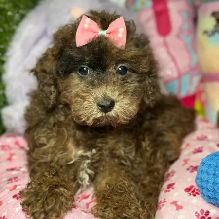 Coco – Purebred Toy Poodle