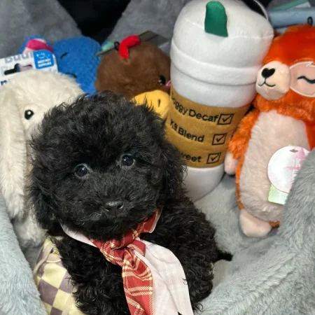 Sterling – Rare Merle Toy Poodle