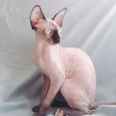 Sterling – Lilac-Seal Point Sphynx Kitten (Imported Male)