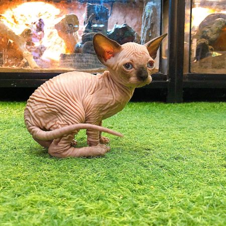 Wrinkles – Sphynx (Male)