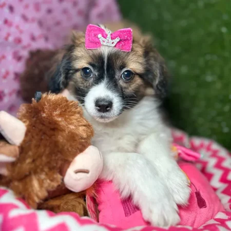 Princess – Purebred Papillon