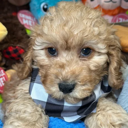 Charlie – F1B Miniature Goldendoodle