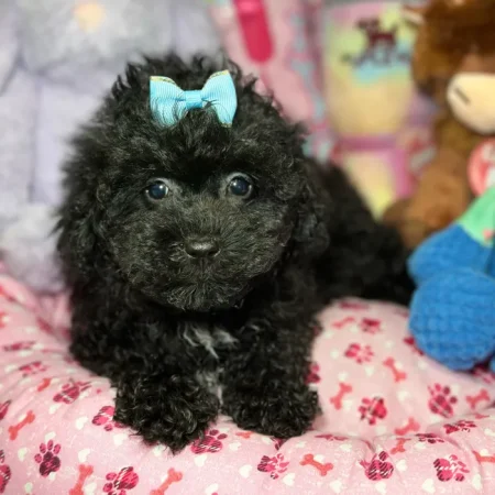 Raven – Purebred Toy Poodle