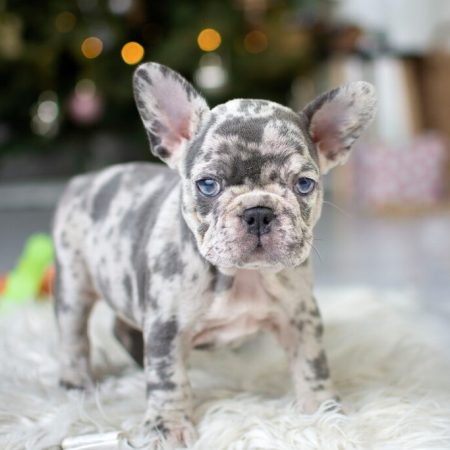 Luna - French Bulldog
