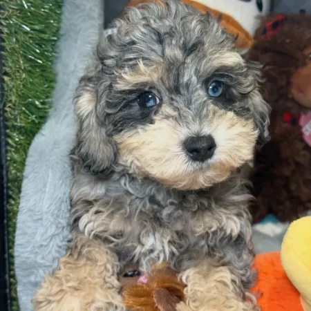 Sky – Miniature Blue Merle Cockapoo