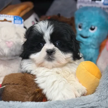 Bentley – Purebred Shih Tzu