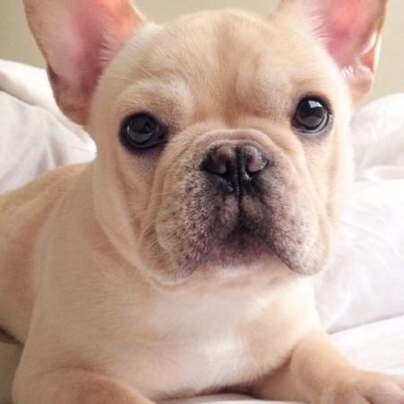 Beau - French Bulldog