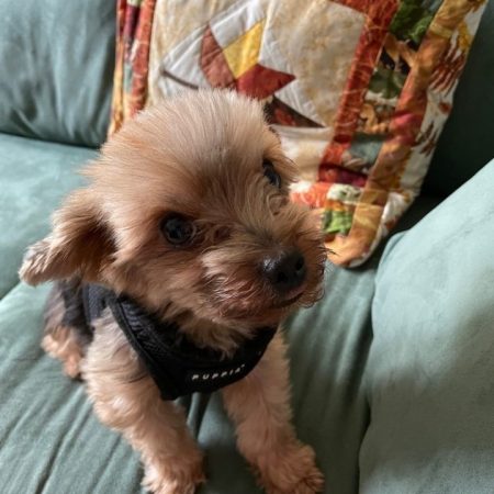 Coco - Yorkshire Terrier