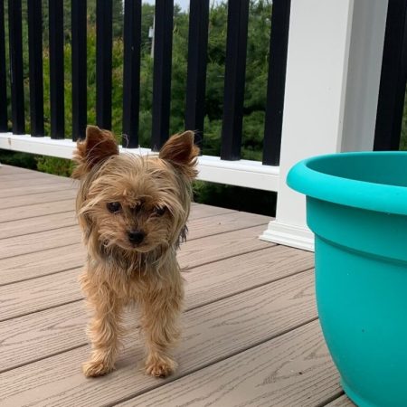 Toto - Yorkshire Terrier