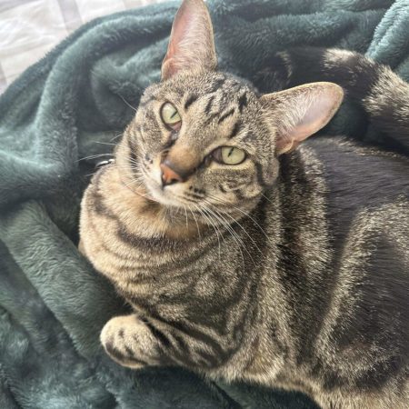 Buckaroo - American Shorthair