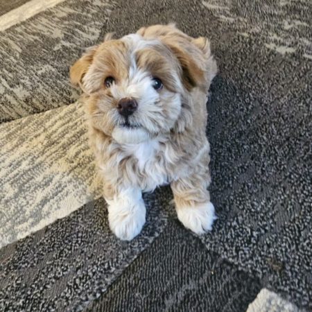 Waffles - Maltipoo