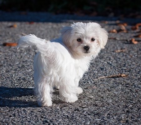 Snow - Maltipoo