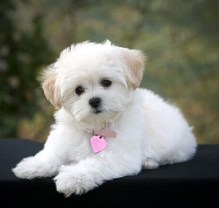 Misty-Maltipoo