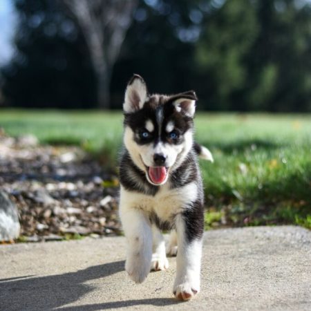 Skywalker - Siberian Husky
