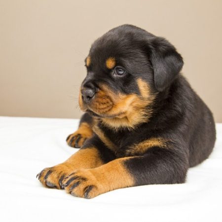 Bear - Rottweiler