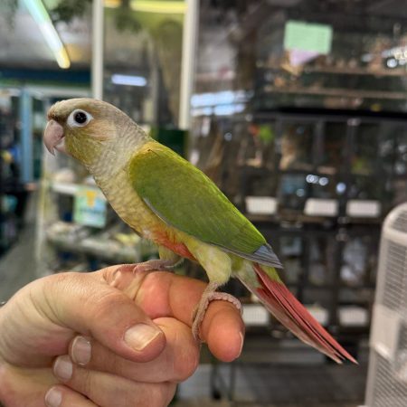 Nala – Pineapple Green Cheek Conure