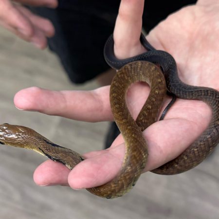 Ova - Black Tail Cribo