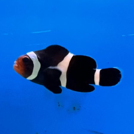 Obsidian – Black Ocellaris Clownfish