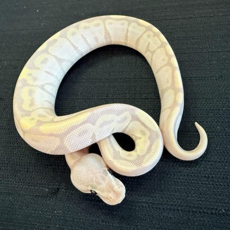 Halo – Super Banana Ball Python