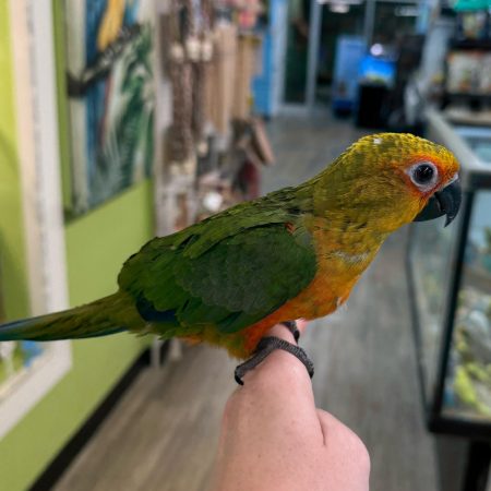 Phoenix – Jenday Conure