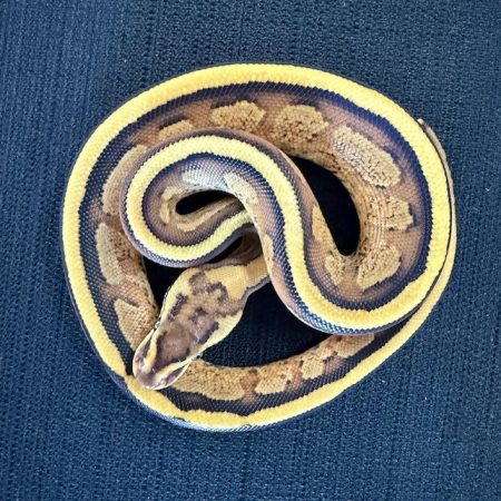 Solstice – Super Stripe Ball Python